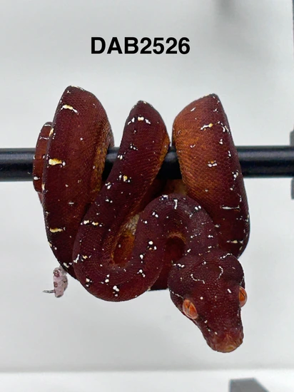 Python Perching DAB2526 Wamena X Aru/Biak Green Tree Python by The Reptile Perch