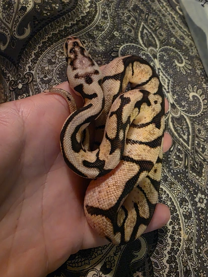 Spider Pastel Pos Chocolate Pos GHI Ball Python by Something Wicked ...