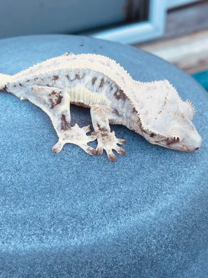 Grumpy Gecko Lilly White Crested Gecko by The Grumpy Gecko Guy