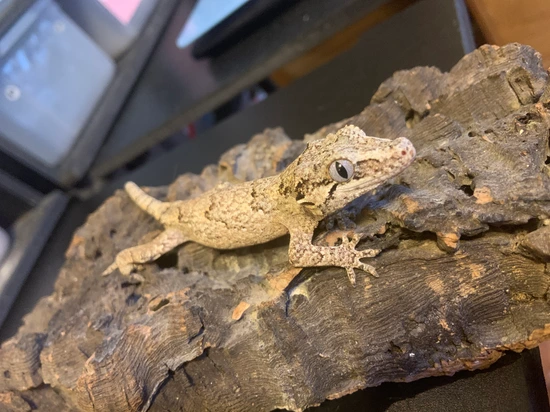 Ash Gargoyle Gecko by Sassy Serpents