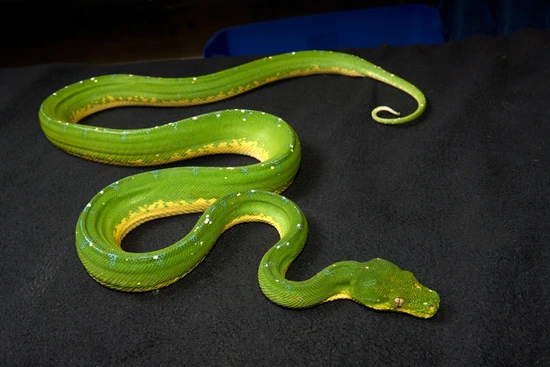 Green Tree Python Slithering Sorong Green Tree Python by Slitherpets