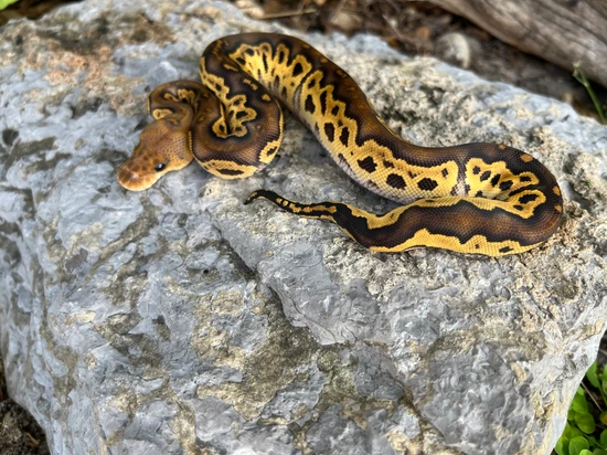 Black Head Clown Ball Python by Nightfall Ball Pythons