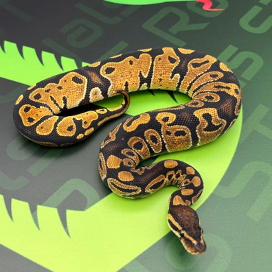 1.1 NR Mandarin Het Hypo Pos Het Ultramel/pied