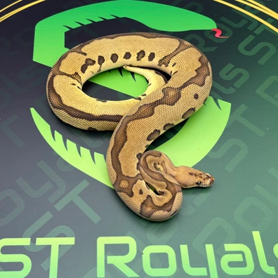 Fire Leopard Redstripe Clown