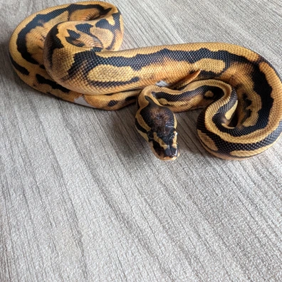 Pied 66% Het Desert Ghost Ball Python - female for sale from I & C Morphs