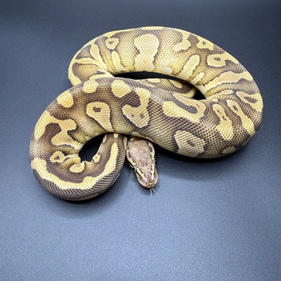 Black Pastel Acid Poss Enchi