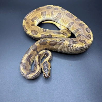 Leopard Enchi NR Mandarin