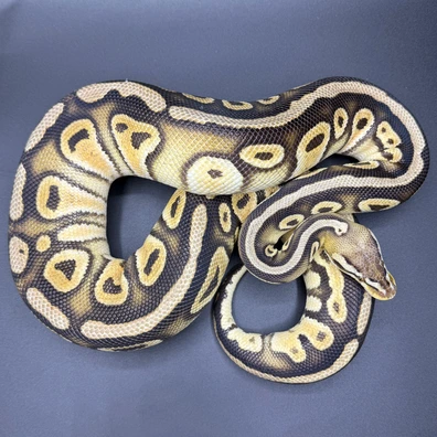 Pastel Cypress Het Clown Ball Python - male for sale from Staceys Serpents