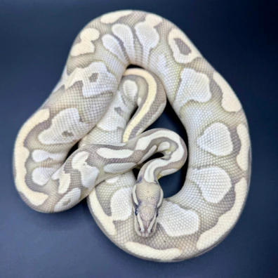Pastel Lesser Desert Ghost Ball Python - female for sale from Staceys Serpents