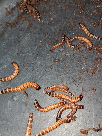 SUPERWURM Speciale Wormerde Kweekaarde - 24 Liter Voor Regenwormen En Wormencompost