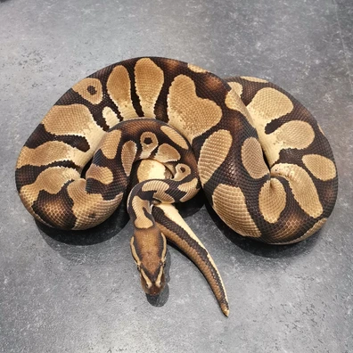 Orange Dream Het Hypo Het Pied