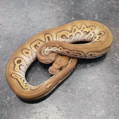 Blackhead Mojave Clown Pos Het Hypo Ball Python - male for sale from Boss Royals. Darren Stares