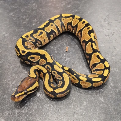 Lace Yellowbelly Het Clown Ball Python - female for sale from Boss Royals. Darren Stares