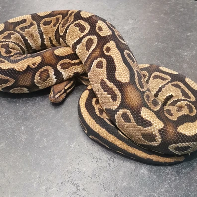 Hurricane Fire Yellowbelly Het Clown