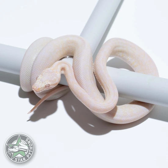 Snow Granite Other Carpet Python by StarPythons GmbH