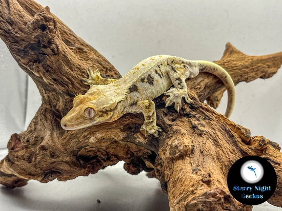 Lavender Base Orange Lillywhite Male Crested Gecko by Starry Night Geckos