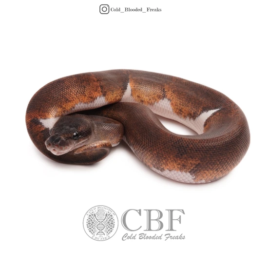 Suma Pied Ball Python by Cold Blooded Freaks
