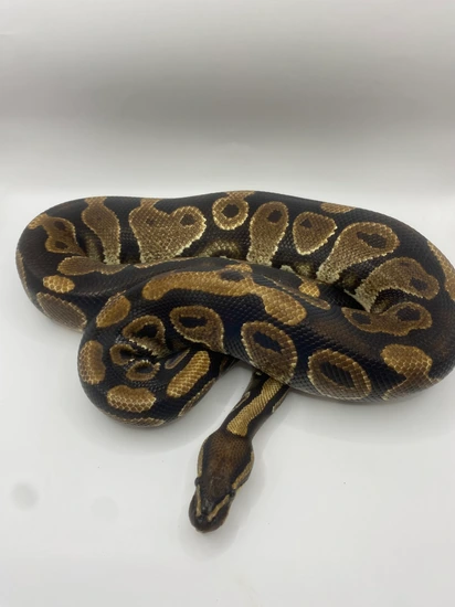 100 Asphalt Ball Python By A And J Exotics Ball Pythons