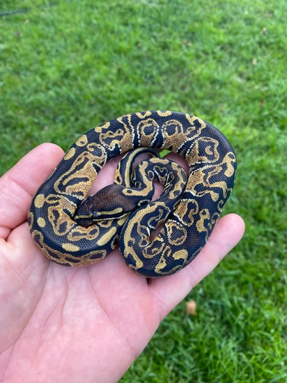 Fire Hurricane Yellow Belly Ball Python by A and J Exotics Ball pythons