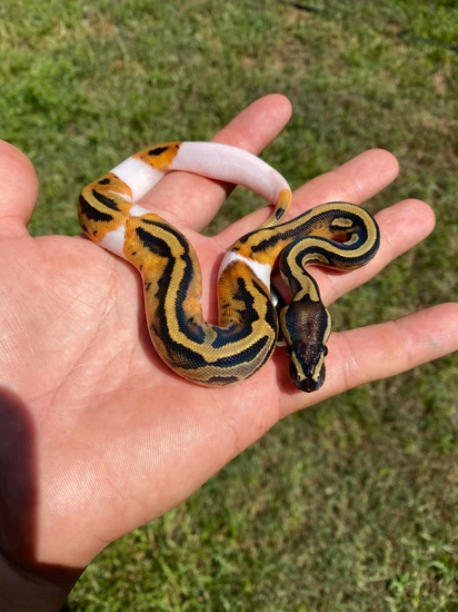 Pied Ball Python by A and J Exotics Ball pythons