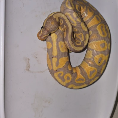 Coral Glow Pastel Fire