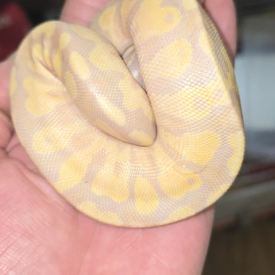 Pastel Coralglow