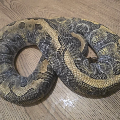 Enchi Mojave Yellow Belly