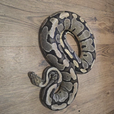 Enchi 100% Het Clown