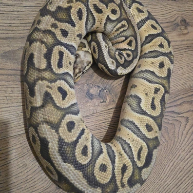 Super Pastel Het Clown
