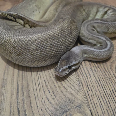 Female Super Phantom Cinnamon Pastel