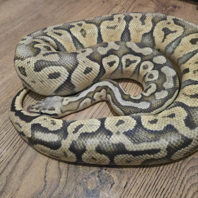 Firefly 100%het Clown