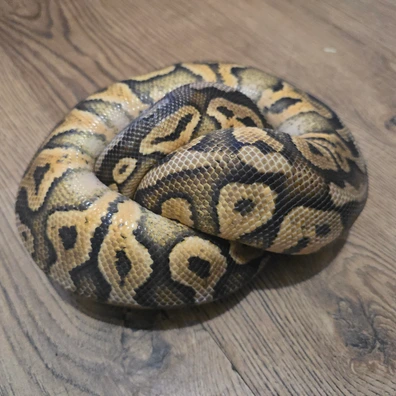 Super Pastel 100%het Clown