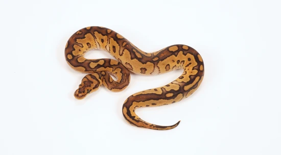 Carbon Special Baker Clown Ball Python by Sterling Nelson