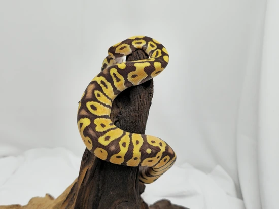 Pastel Monarch Ball Python Pastel Monarch Ball Python by Oni Tenno Xotix