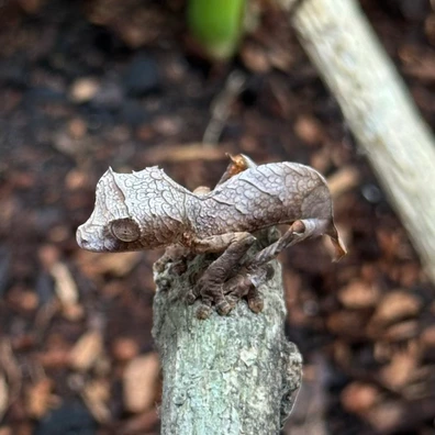 未開封品 OZWRT Agave Leaf Tailed Gecko 17cm 未開封品 OZWRT