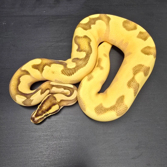 Super OD Enchi Fire YB Het Piebald Ball Python by New Vision Constriction