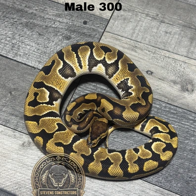 Puzzle 66% Het Clown Ball Python - male for sale from Stevens constrictors