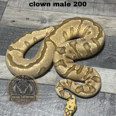 Spotnose Enchi Fire Yb Clown Ball Python - male for sale from Stevens constrictors