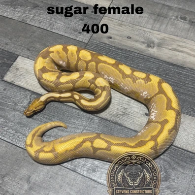 Spotnose Sugar Ultramel Ball Python - female for sale from Stevens constrictors