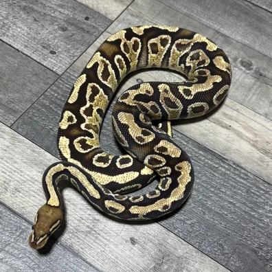 Hurricane Fire Het Clown Ball Python - female for sale from Stevens constrictors