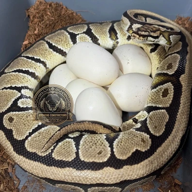 Spotnose Het Clown ( KINOVA ) Ball Python - female for sale from Stevens constrictors
