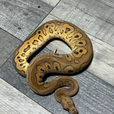 Barnhart Black Pastel Redstripe ( Fire )clown Ball Python - male for sale from Stevens constrictors