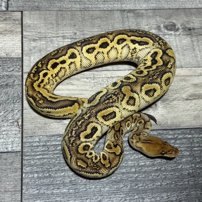 Spotnose Bongo Calico Clown Ball Python - male for sale from Stevens constrictors