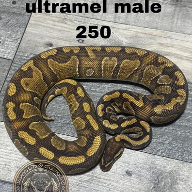 Enchi Orbit Het Ultramel Ball Python - male for sale from Stevens constrictors