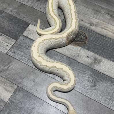 Pinstripe Butter Dessert Ghost Ball Python - female for sale from Stevens constrictors