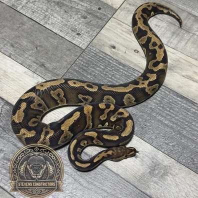 Chocolate Confusion ( Speical ) Het Clown Ball Python - male for sale from Stevens constrictors