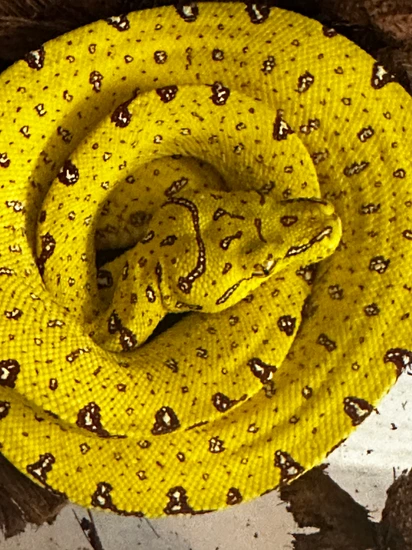 Neonate Green Tree Python by Scuba Steve’s Exotics