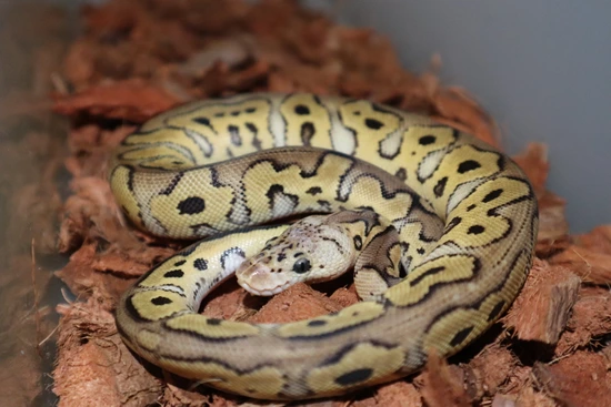 Female Pastel Clown Pos Het Dg Pos Het Hypo Ball Python by Blue Chip ...