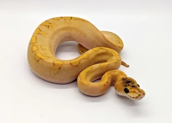 Champagne Calico Ball Python by Steve's Morphs