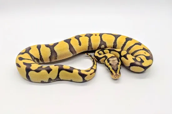 Pastel Enchi Desert Ghost Ball Python by Steve's Morphs